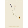 The Hours / Mrs. Dalloway