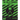 The Jolly Frogger: A Radio Play