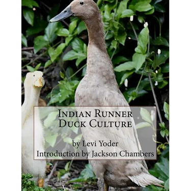 Indian Runner Duck Culture
