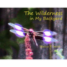 The Wilderness in My Backyard