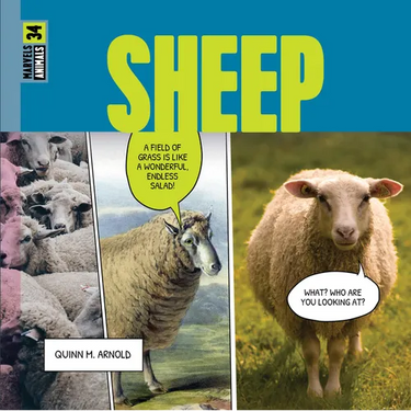 Sheep