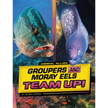Groupers and Moray Eels Team Up!