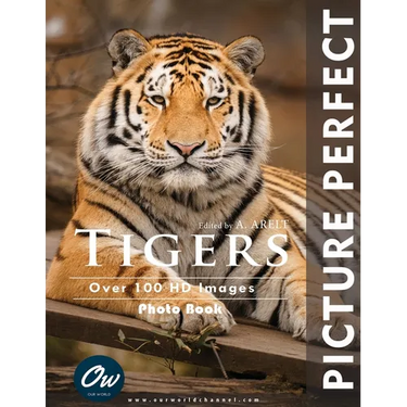 Tigers: Picture Perfect Photo Book