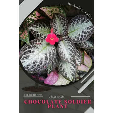 Chocolate Soldier Plant: Plant Guide