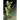 The Emerald Orchid