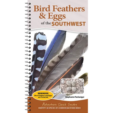 Bird Feathers & Eggs of the Southwest: Identify 40 Species of Common Backyard Birds