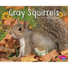 Gray Squirrels