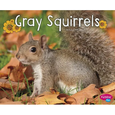 Gray Squirrels