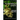 The Chamala Quest