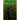 The Tree House