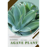 Agave Plant: Prodigy Petal, Plant Guide
