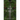The Pine Forest