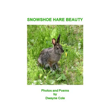 Snowshoe Hare Beauty