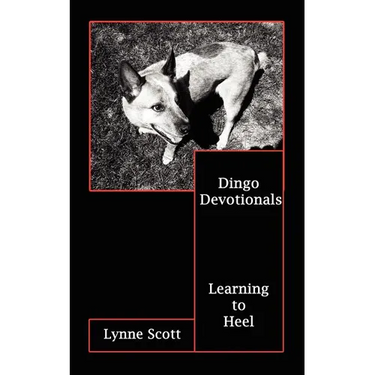 Dingo Devotionals: Learning to Heel