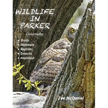 Wildlife In Parker: Colorado