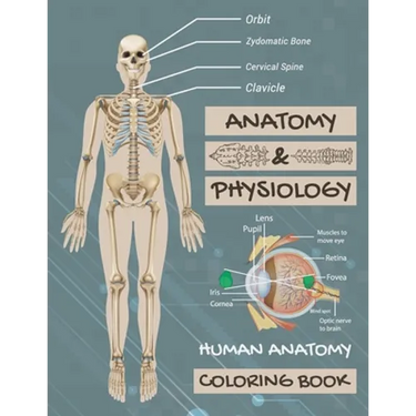 Anatomy & Physiology: Human Anatomy Coloring Book: Human Body Coloring Book, The Anatomy Of Coloring Book.