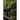 Grayboe