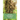 The Social Organisation of Honeybees