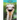 Ostriches