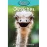 Ostriches