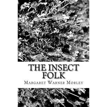 The Insect Folk