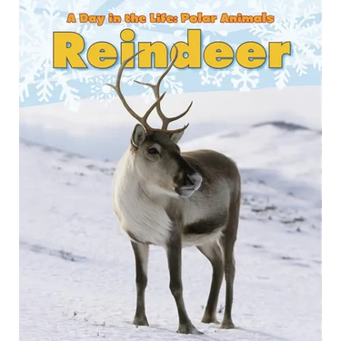 Reindeer