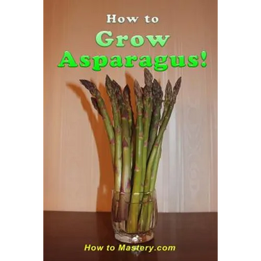 How to Grow Asparagus