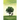 The Tale of the Elm Trees