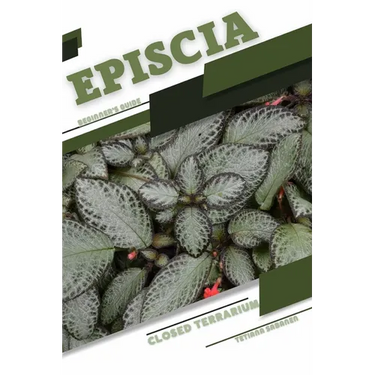 Episcia: Closed terrarium, Beginner's Guide