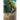 Kanazawa