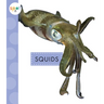 Squids