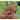 Bear Can't Wait