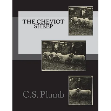 The Cheviot Sheep