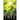 Memories Under the Linden Tree
