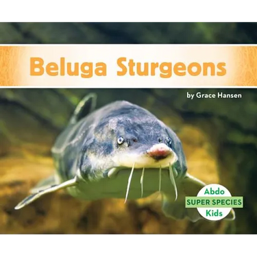Beluga Sturgeons