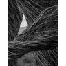 Patrick Dougherty James Florio: Sticks