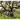 Wise Trees