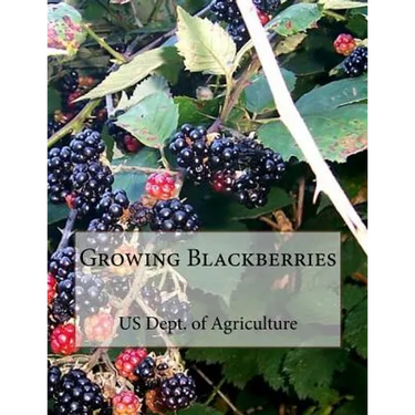 Growing Blackberries