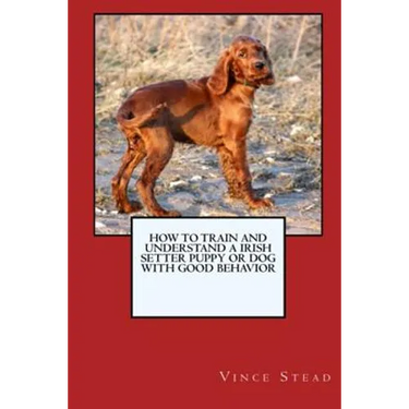 How to Train and Raise a Irish Setter Puppy or Dog with Good Behavior
