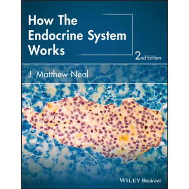 How the Endocrine System Works