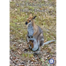 Why Do Kangaroos Have A Pouch?