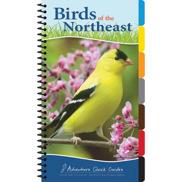 Birds of the Northeast: Your Way to Easily Identify Backyard Birds