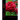 Fallen Roses: Restoration