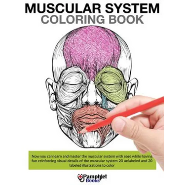Muscular System Coloring Book
