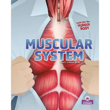 Muscular System