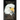 Mystery of the Fallen Birds