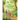 The Dog and the Enchanted Forest