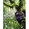 Gorillas of the Impenetrable Forest: The Mountain Gorillas of Bwindi
