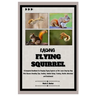 Raising Flying Squirrel: A Complete Handbook for Keeping Flying Squirrel as Pet: Learn Step-by-Step Pet Owners Breeding Tips, Feeding, Habitat