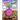 Yeet the Beet